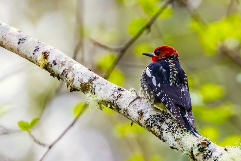 Red-BreastedSapsucker042125.jpg