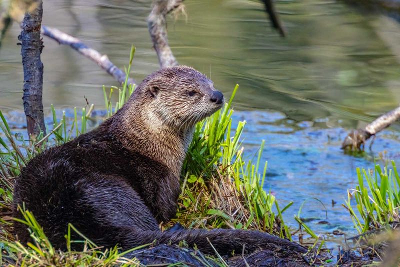 RiverOtter042325_6.jpg