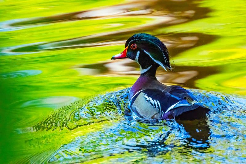 WoodDuck043025.jpg