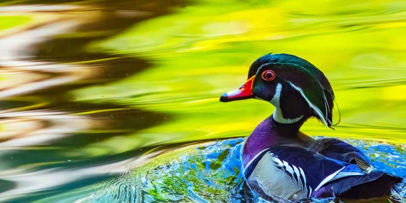 WoodDuck043025_3.jpg