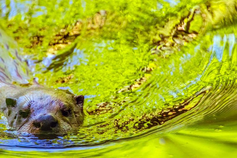 Otter050225.jpg