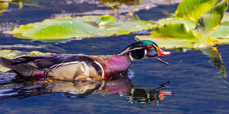 WoodDuck043025_4.jpg