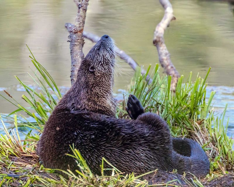 RiverOtter042325_5.jpg
