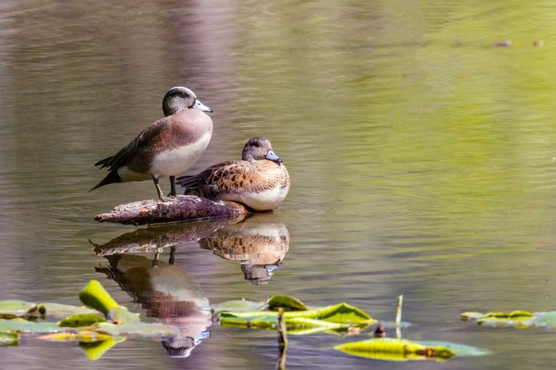 AmericanWigeons042525_3.jpg