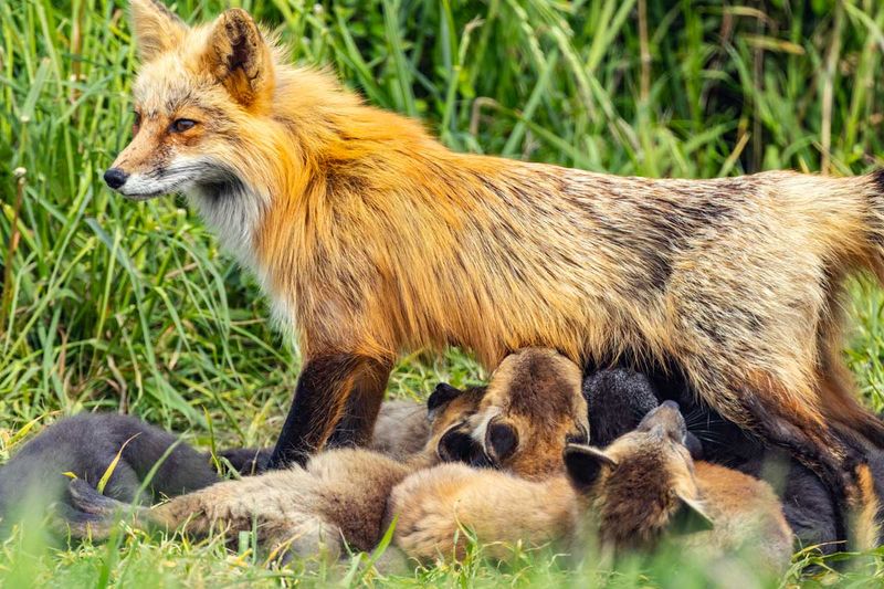 RedFoxes050825_3.jpg