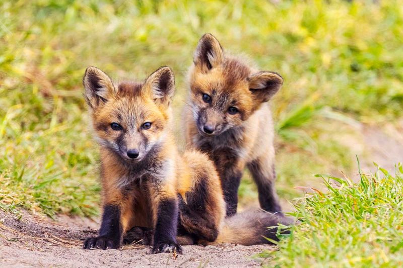 RedFoxes050825_4.jpg