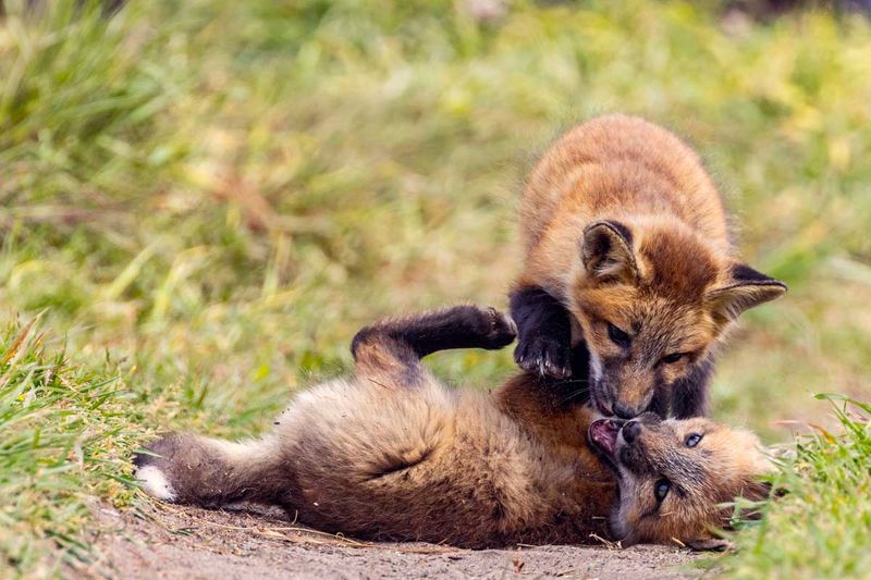 RedFoxes050825_2.jpg