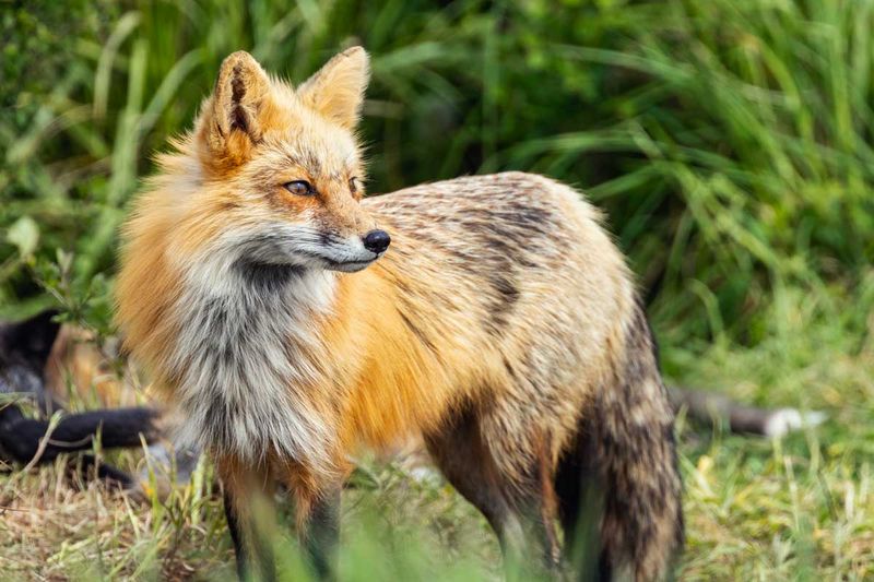 RedFoxes050825_5.jpg