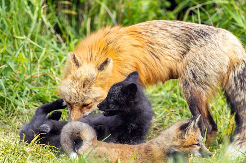 RedFoxes050825_8.jpg