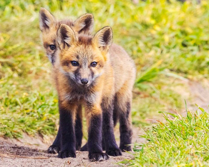 RedFoxes050825_6.jpg