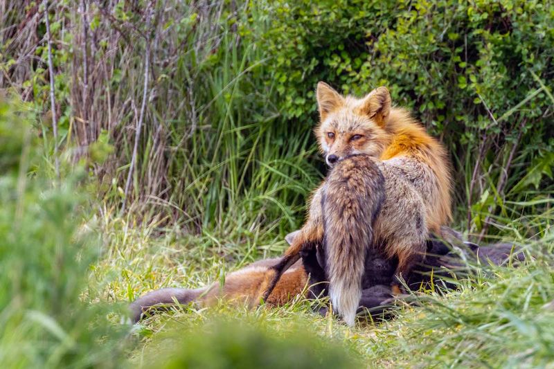 RedFoxes050825_10.jpg