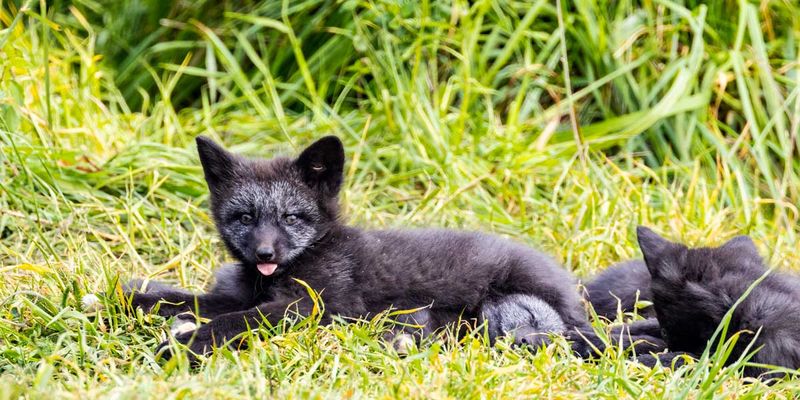 RedFoxes050825_11.jpg