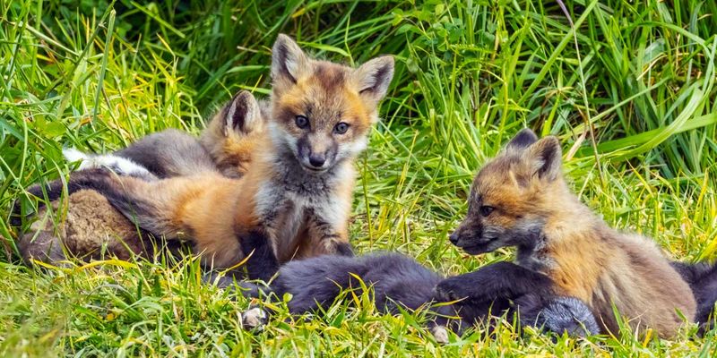 RedFoxes050825_14.jpg