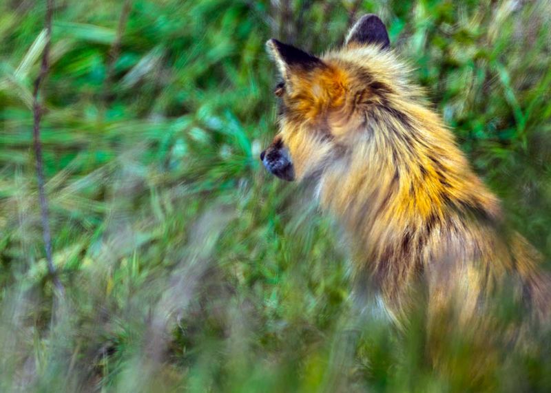 RedFoxes050825_15.jpg