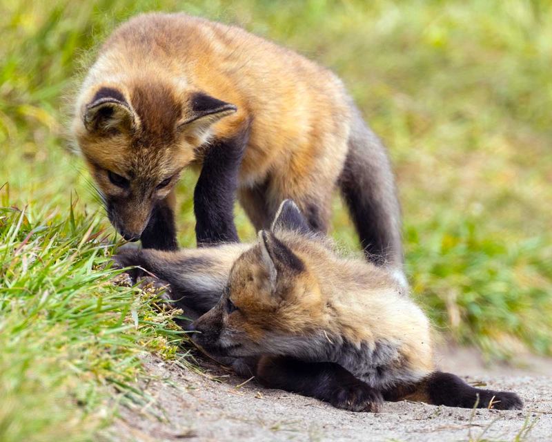 RedFoxes050825_18.jpg
