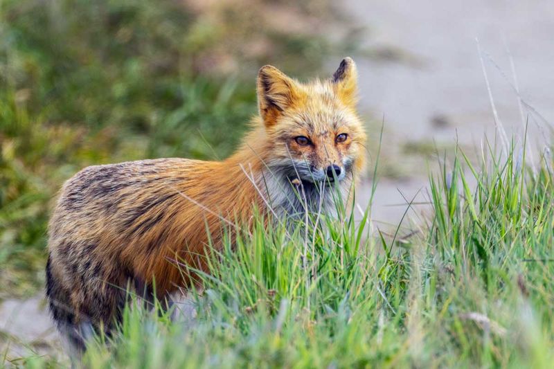 RedFoxes050825_9.jpg