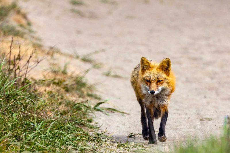 RedFoxes050825_13.jpg