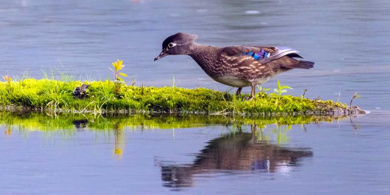 WoodDuck052025_2.jpg