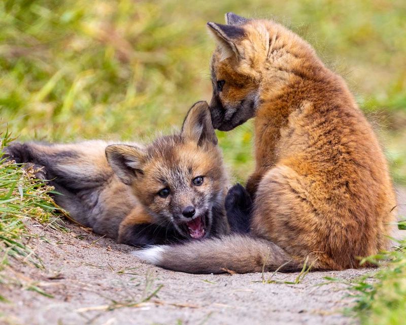 RedFoxes050825_20.jpg