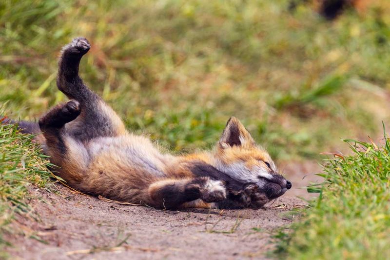 RedFoxes050825_7.jpg