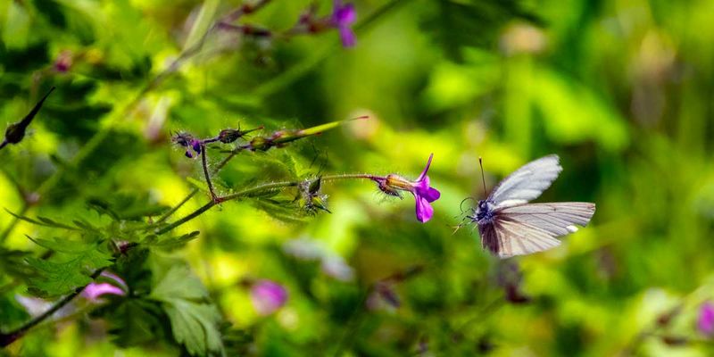 MarginedWhiteButterfly052725.jpg