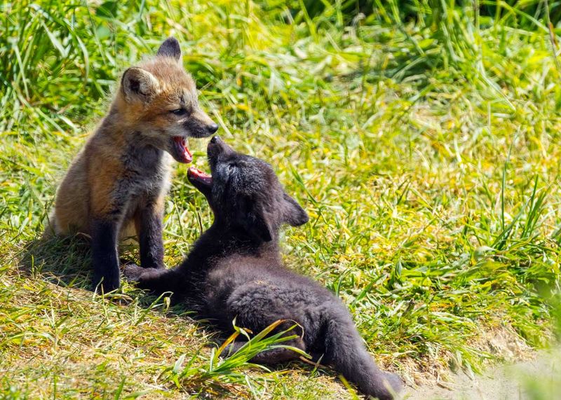 RedFoxes050825_17.jpg