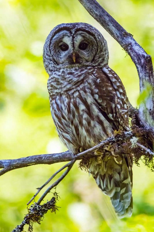 BarredOwl053025.jpg
