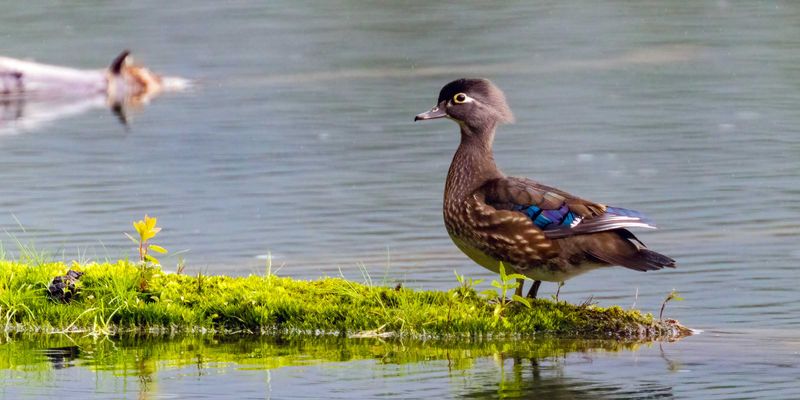 WoodDuck052025.jpg