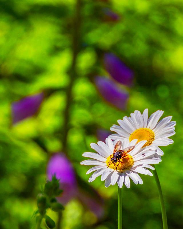 SweatBee060325.jpg
