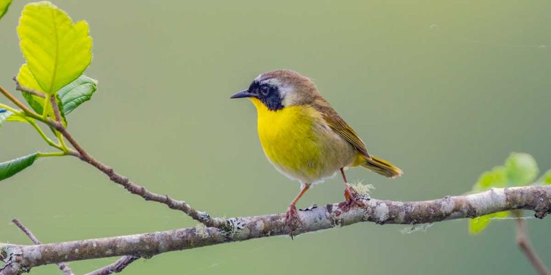 YellowThroatedWarbler060425.jpg