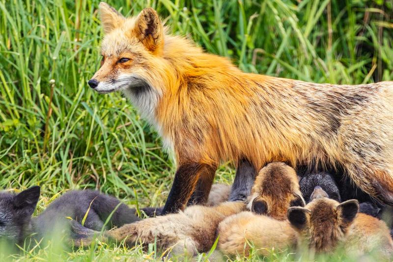 Animals