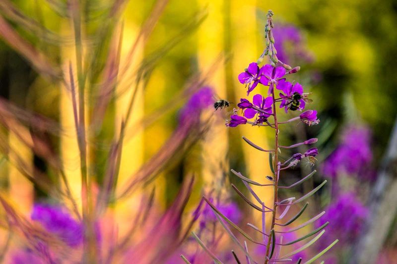 FrieweedBumbleBees071525.jpg