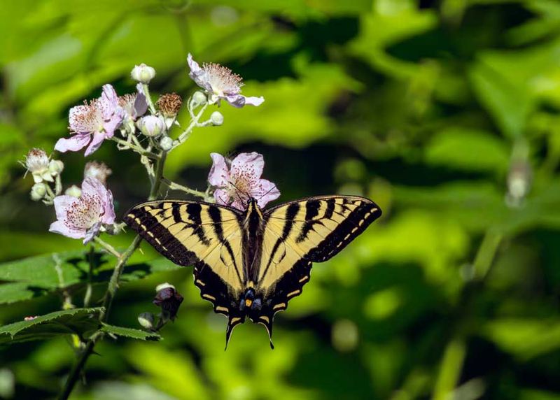 TigerSwallowtail062525.jpg