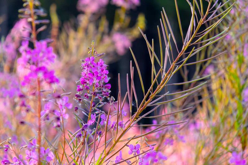 FireweedBarnabySlough0725.jpg