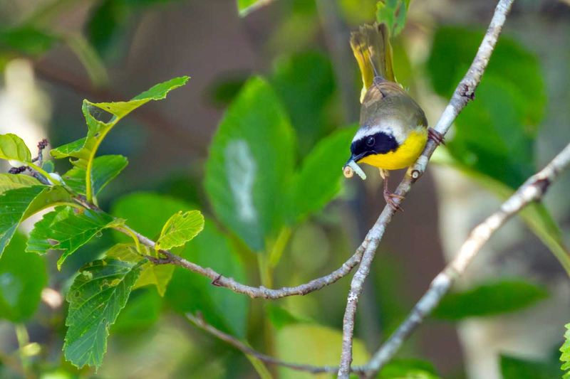 CommonYellowthroat070725.jpg