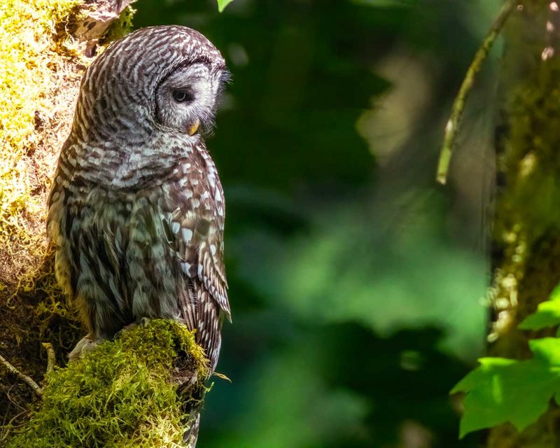 BarredOwl062925.jpg