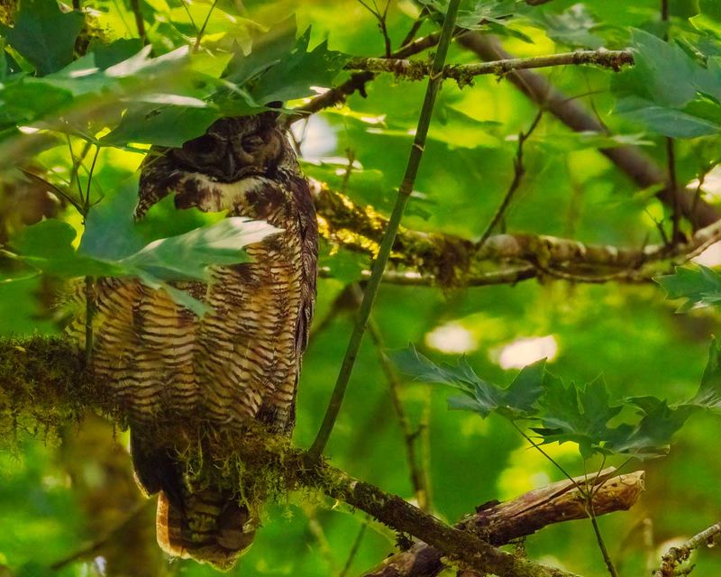 GreatHornedOwl072025.jpg