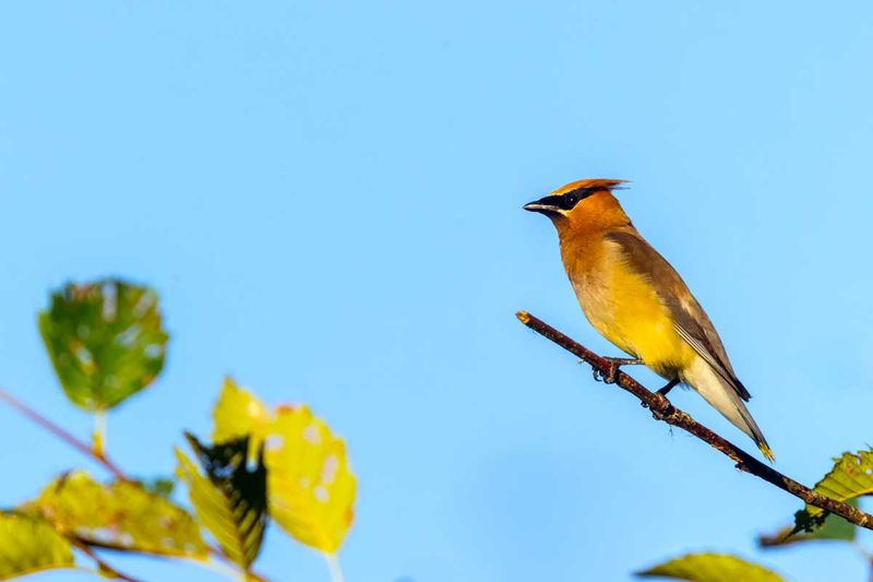 CedarWaxwing072425_2.jpg
