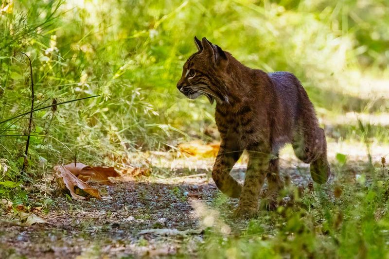 Bobcat072825_4.jpg