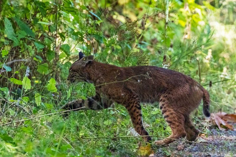 Bobcat072825_3.jpg