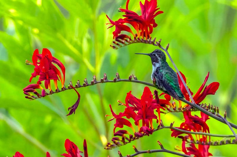 Hummingbird073025.jpg