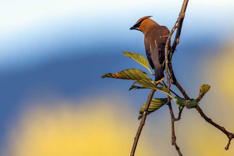 CedarWaxwing072525_5.jpg