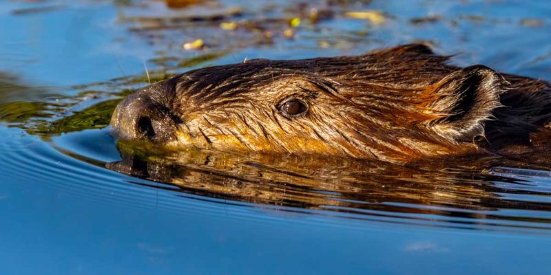 Beaver072425.jpg