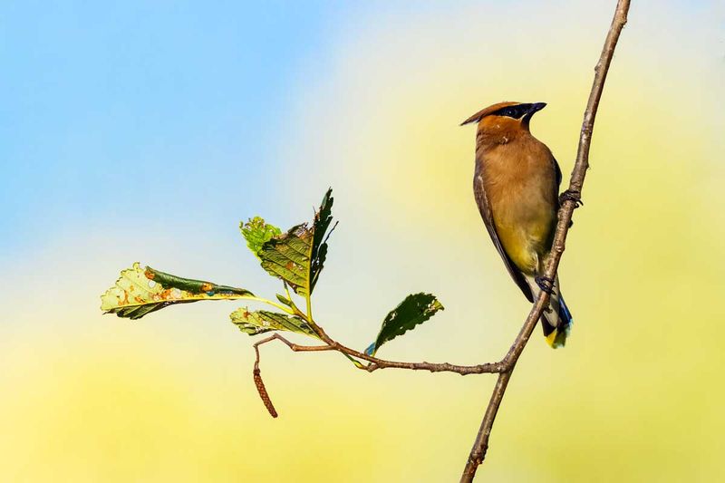 CedarWaxwing072425_5B.jpg