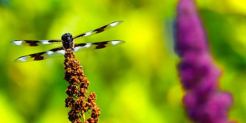 EightSpottedDragonfly070725.jpg