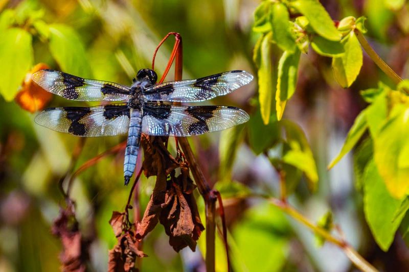 EightSpottedDragonfly081725.jpg