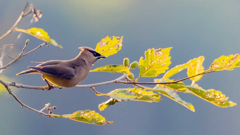 CedarWaxwing072525_6.jpg