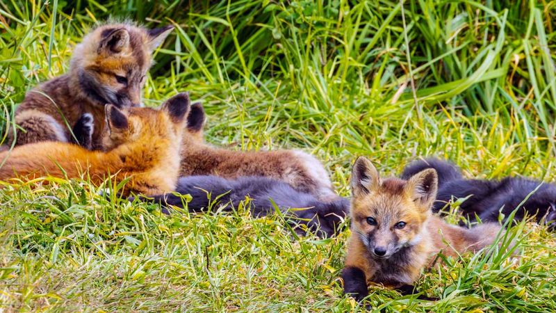 RedFoxes050825_22.jpg