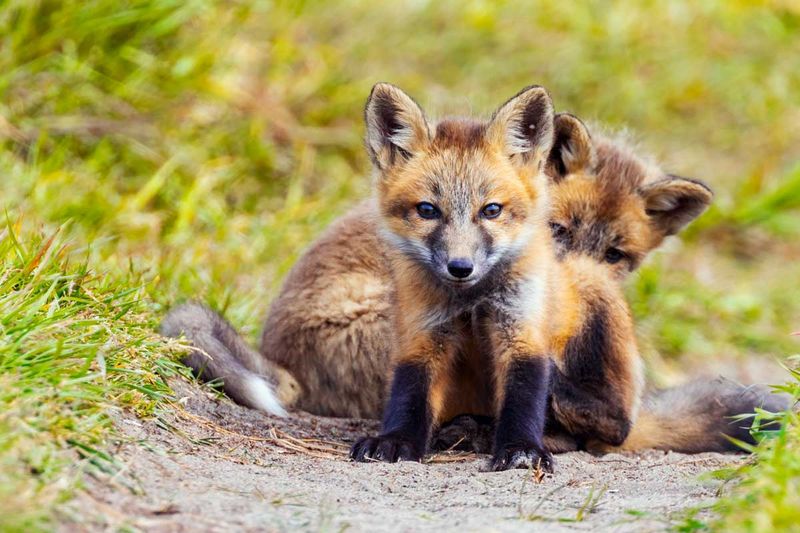 RedFoxes050825_23.jpg