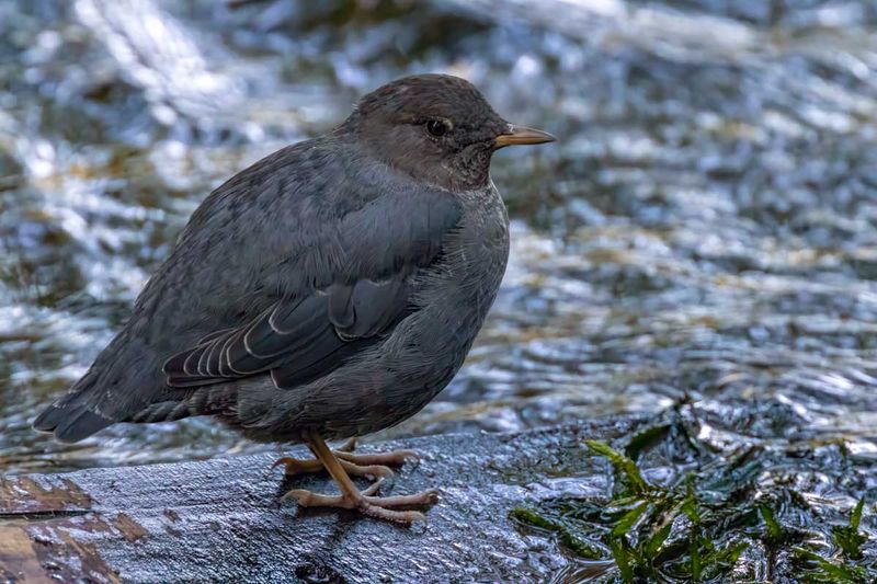AmericanDipper082225.jpg